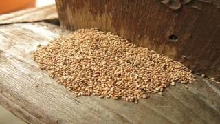 626-344-2464| Drywood Termite Treatment Pasadena
