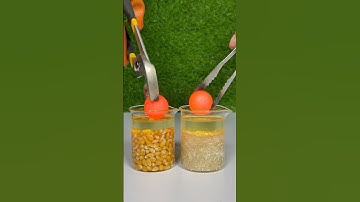 Experiment : 1000°C RHCB Vs Oil+Popcorn and Oil+Rice #asmr #experiment #satisfying #popcorn