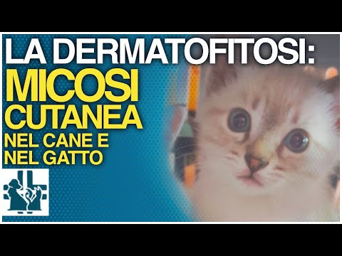 Video: Dermatofytoosi (silsa) ja lemmikkisi