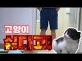 고양이 극혐하는 아빠 몰래카메라 : 병맛 고양이 예능 4편 | 고양이 산책