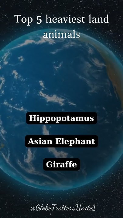 top-5-heaviest-land-animals-youtube