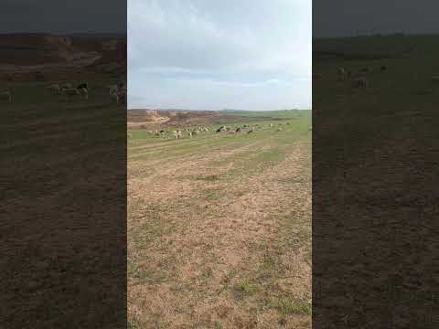 تبسة في القلب 