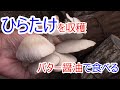 ヒラタケを収穫してバター醤油で試食 2020.10.17