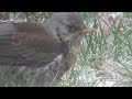 kramsvogel Turdus pilaris