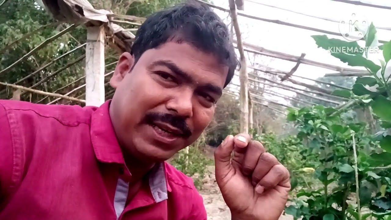 গ্রীষ্মশুরু হওয়া মানেই  জবা গাছের করুন এই সকল পরিচর্যা গাছের স্বাস্থ্য ভালো রাখতে