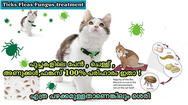 Video 169631: persian cat ear cleaning, persian cat food