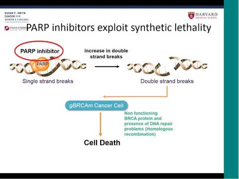 PARP Inhibitors What You Need to Know 2017