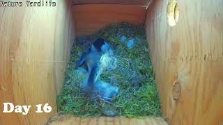 "Chickadee Home Diary" Day 16 Chickadee Nesting - Nest Cup Becoming An Underground Bunker-Highlights