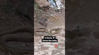 Rat Mother sacrifices for her baby rat💔🥲  #viral_video @jpanglei9725