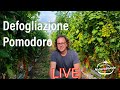 Consigli Defogliazione Pomodoro in serra e nell' orto come quando e perché migliora il raccolto