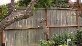 Bobcat kills a squirrel in our front yard (San Mateo, California)