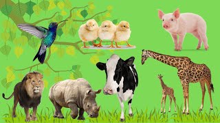 Animales de la granja con videos | Aprende los animales y sonidos de animales | Animals toys | Cow