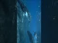GIANT WHALES PART III CHECK OUT THE BIG CREATURE