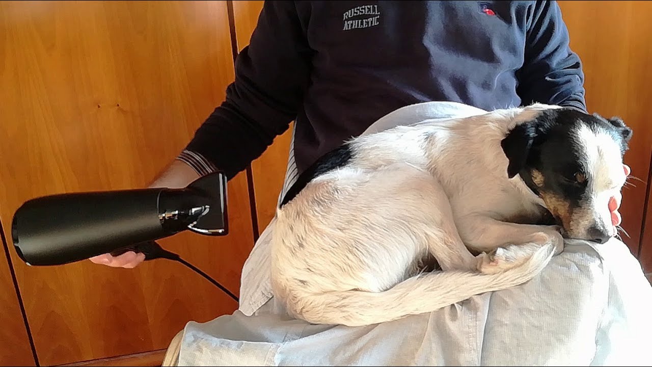 Расслабьтесь со звуком фена и собакой | Фен ASMR для сна Колыбельная | Исследование | Медитация