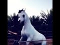 الحصان الي عند ماتنخا يصهل اجمل الخيول ماشاء الله رعد 