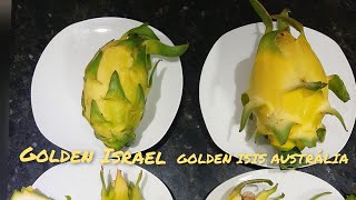 Golden Isis Australia e Golden Israel diferencas no fruto