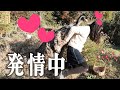 ペットのエミューに求愛されて困っています ペットのエミューに求愛されて困っています
