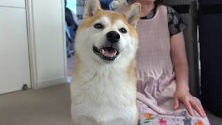 実家の柴犬が飼い主の入院で見せた変化‥全力で支えていきます。
