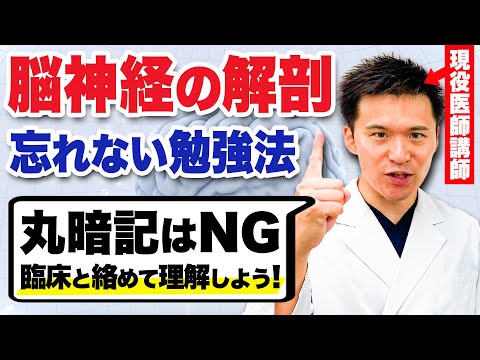 もう丸暗記はやめませんか？脳神経の解剖を基本から解説します。