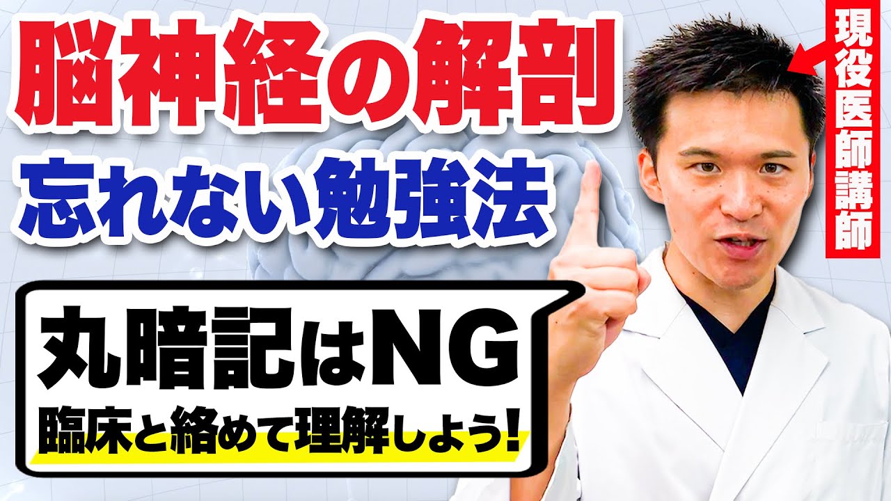 もう丸暗記はやめませんか？脳神経の解剖を基本から解説します。 — Transcript