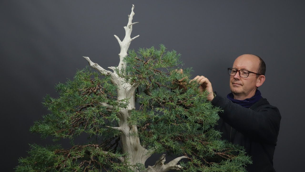 Curious about Cupressis leylandii bonsai?