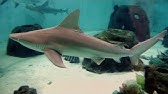 bbc news nottingham fish