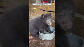 Rescue a trapped bear cub was stuck in a tree for a long time, then #bear #babybear #short