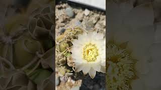 Gymnocalycium denudatum