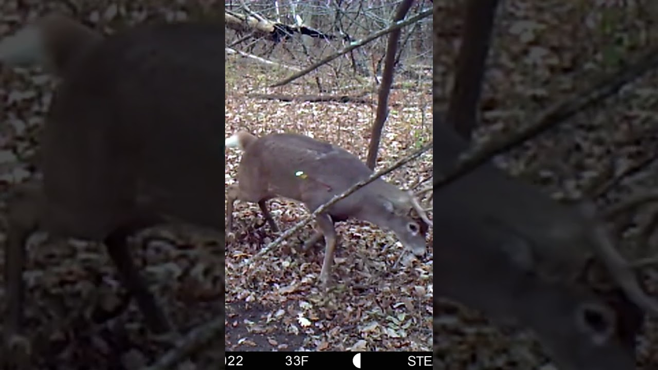 Amazing trail camera footage of my Kansas buck! #publiclandhunting #trailcamera #archery #bigbuck