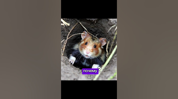 Hamster Kombat разоблачение: Легендарная тайна хомяков!