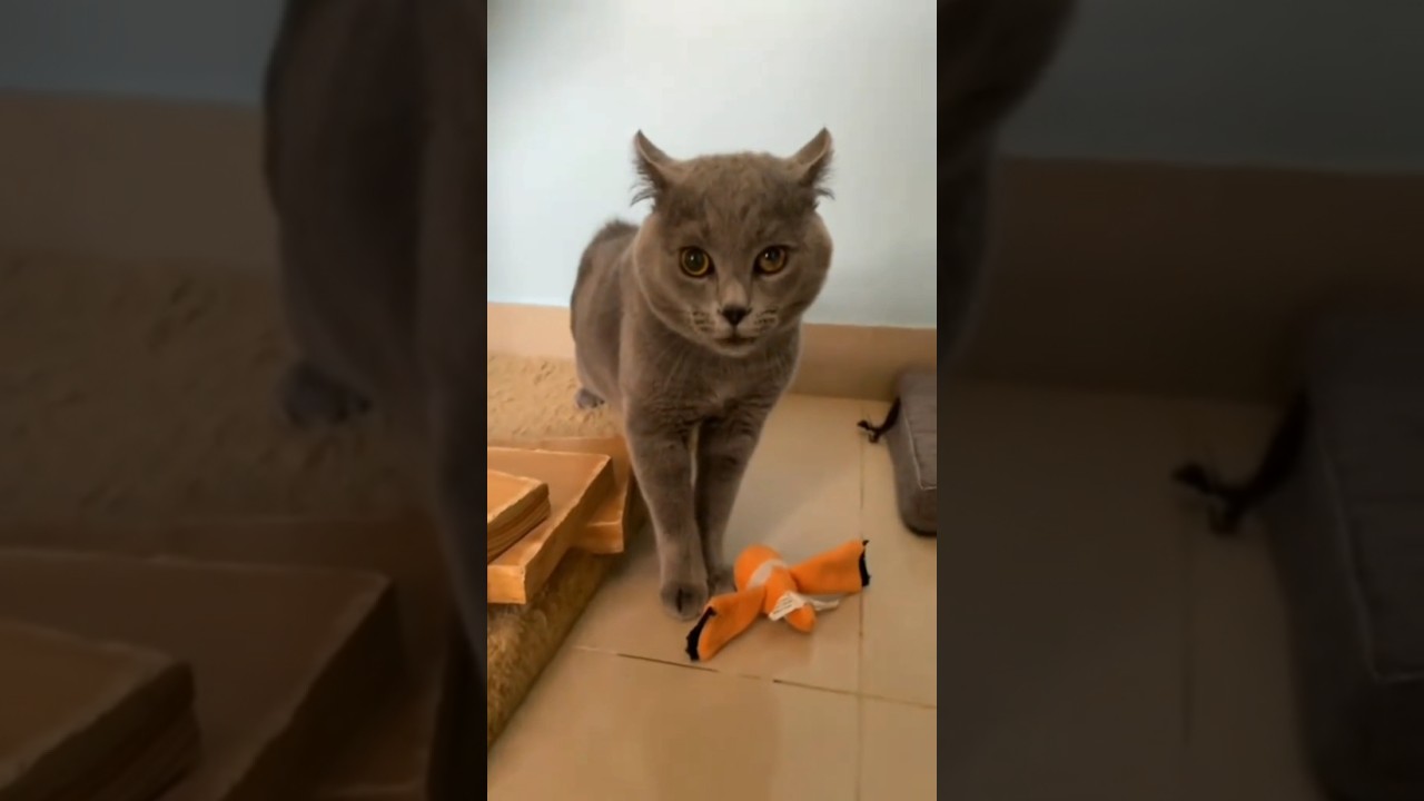 Smart Cats, Funny Moves!  Cat IQ Test Gone Wrong  😹 Genius Cats in Action  🤯 Cats Outsmart Humans!
