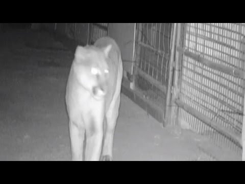 Video: Pet Scoop: Five Mountain Lion Kittens Found, Deaf Girl Teaching Deaf Pup Sign Language