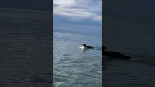 #sealpup #dogbeach #rideordie #waterdog #summernights #atthebeach #paradise #dusk #clarity #gooddog