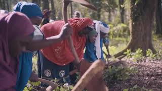 Coffee Plantation Mambilla Plateau