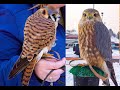 Falconry: Kestrels VS Merlins