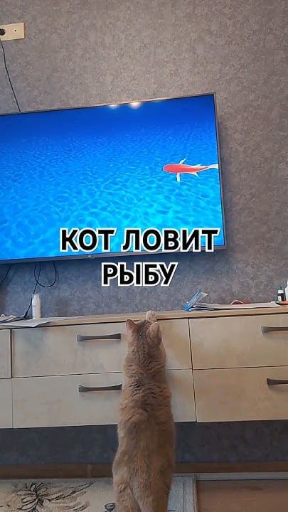 КОТ ЛОВИТ РЫБУ#котики - YouTube