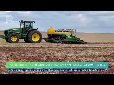 Plantio do milho segunda safra chega a 1,24% da área prevista em Mato Grosso | Canal Rural