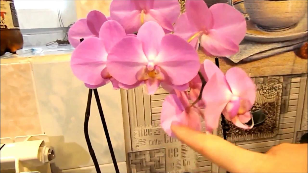 🌸 Орхидеи. 🌸 Полив Орхидей Витамином В1. Тиамин для Орхидей. Хваст ...