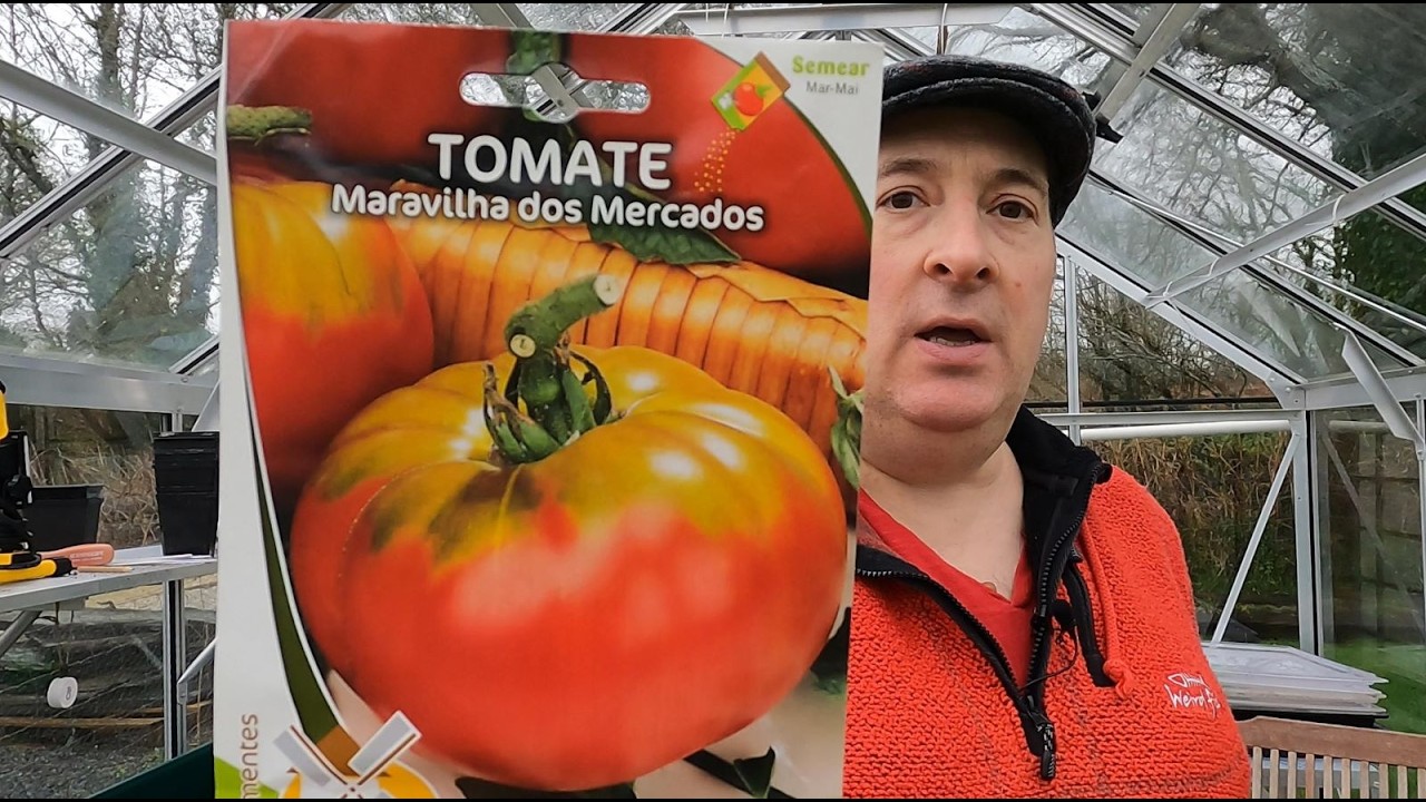 Посев помидоров