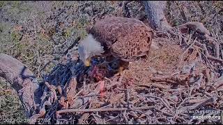 Fraser Point Bald Eagle Nest, 02/28/22 by Institute for Wildlife Studies 253 views 2 years ago 1 minute, 2 seconds