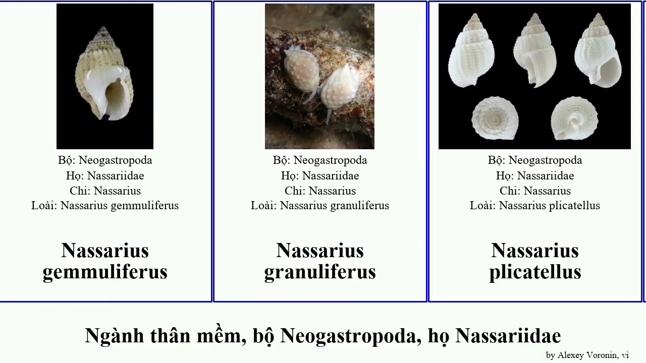 Ngành thân mềm, bộ Neogastropoda, họ Nassariidae nassarius động vật bụng chân mollusca Phos Hulu