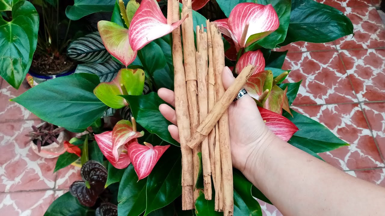 Fungicida PODEROSO para Plantas 💪🧐🍄