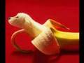 Weird animals | Weird Photoshopped Animals | Video tube