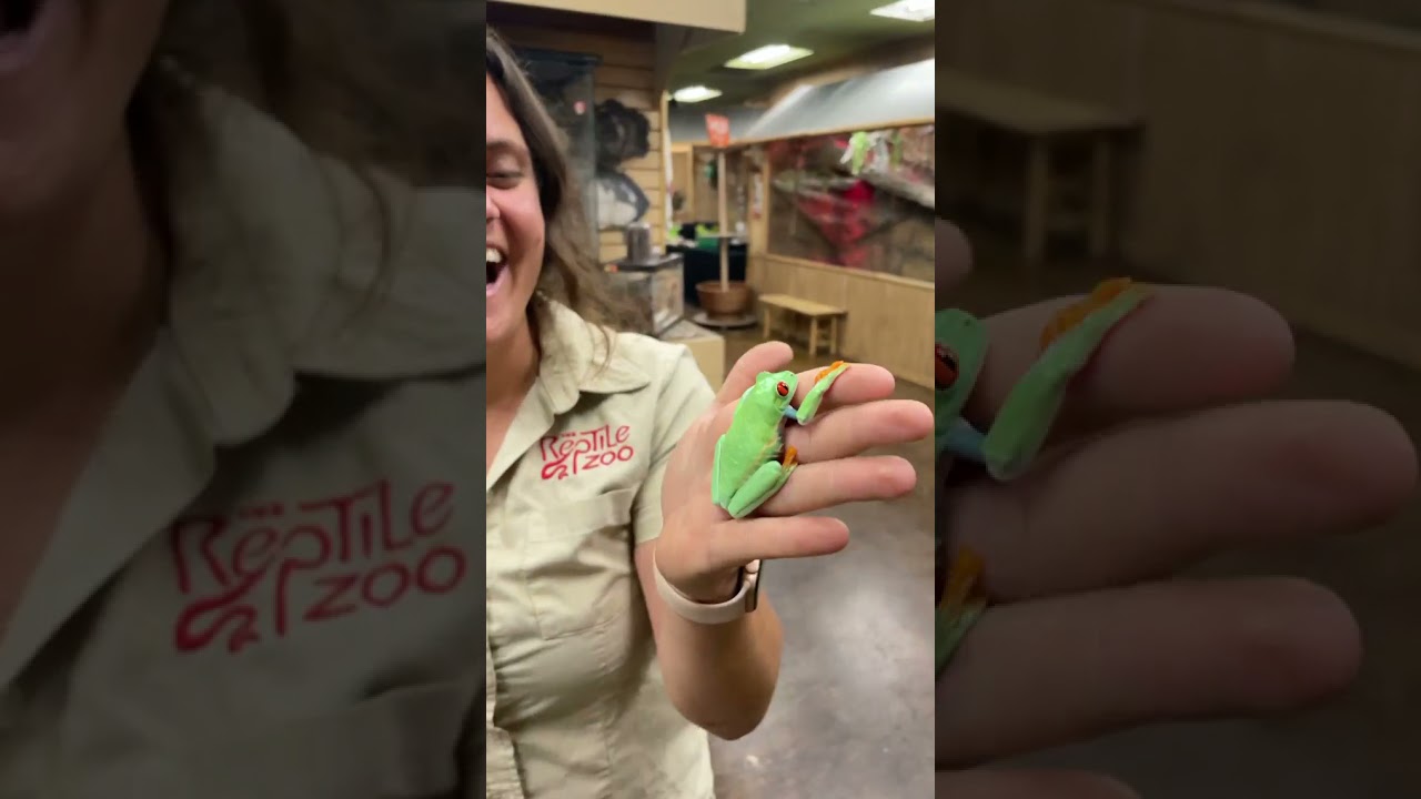 Those big red eyes are so mesmerizing in these red eyes tree 🐸 frogs