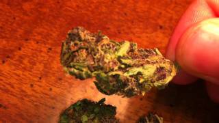 Purple Haze