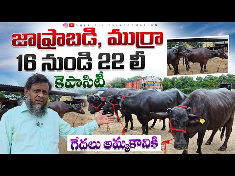 70 టాప్ క్వాలిటీ ముర్రా, బన్నీ, జాఫ్రాబడి గేదలు అమ్మకానికి /టాప్ మిల్కింగ్ గేదలు / dairy farming 
