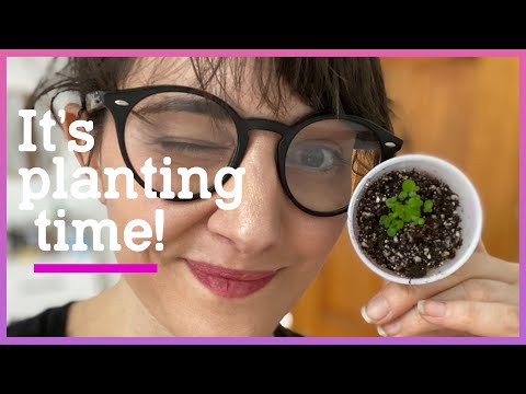 How to plant begonia seedlings!