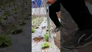 The process of inserting a pole = a good tool increases efficiency