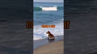 Bichinhos que nos entendem - aula e oceano