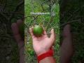 Thai All time vietnam malta lemon Contact 8597921046#fruit #plants #natural #farming